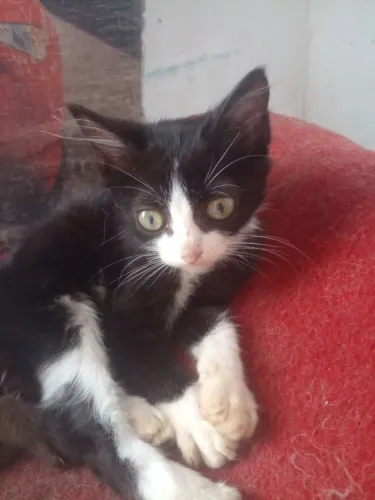 Gatos a venda 