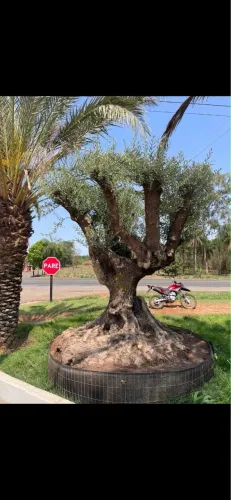 Mudas de Oliveiras altos tamanhos