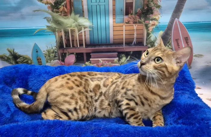 Bengal na promoção 