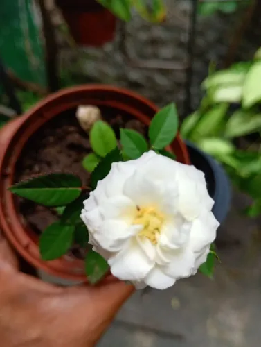 Planta Rosa Menina