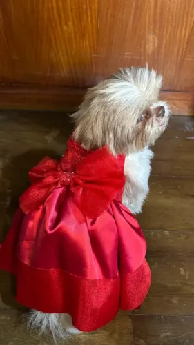Vestido pet vermelho com laço