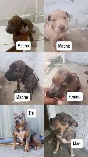 FILHOTES DE PITBULL