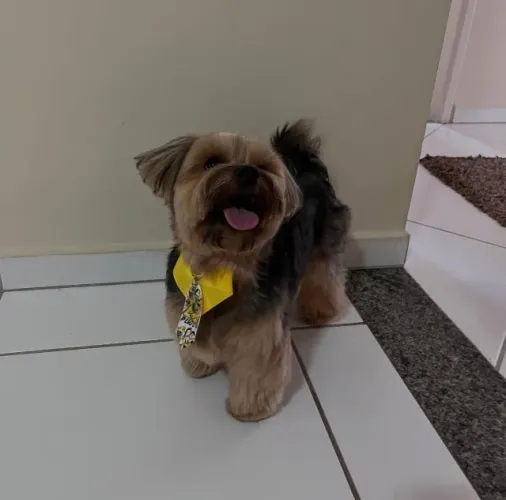 Um pequeno príncipe ou princesa esperando por um lar especial.