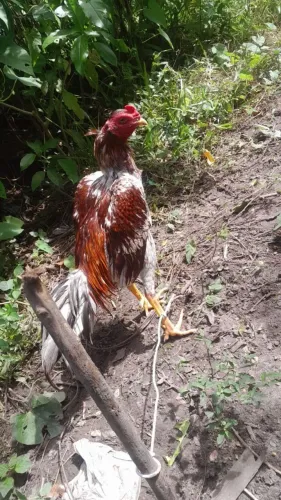 Galo dr raça 