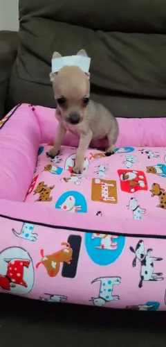 PINSCHER ZERO