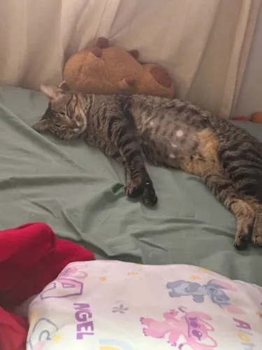 Gato