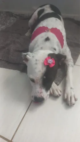 Cadela Doação