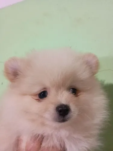 Filhote de spitz alemão fêmea  anã 