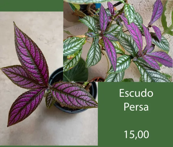 Plantas Bonitas e Diferentes . Guará