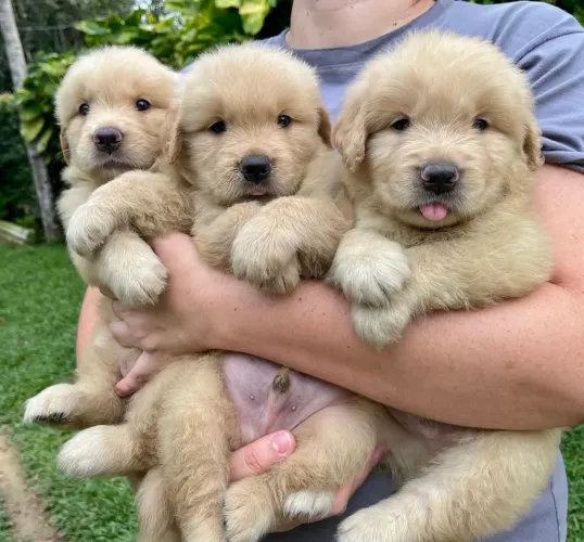 Golden com saúde e forte