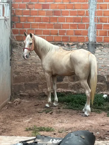 Cavalo bom de boi na moita e muito estradeiro 