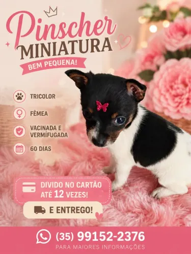 Pinscher Miniatura Zero Fêmea e Macho Disponível!