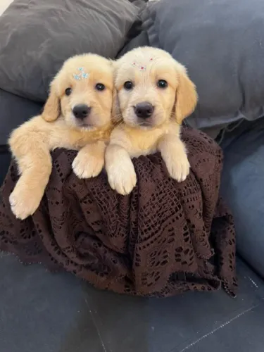 ´Filhotes de golden retriever macho/femea