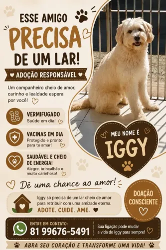 Cachorro poodle para doação