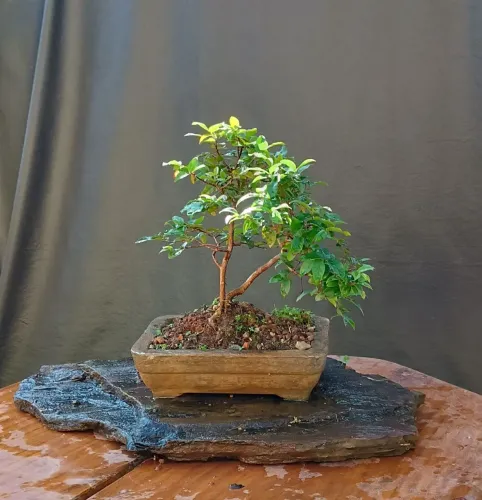 Bonsai de jabuticaba jovem