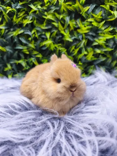 Coelho anão raça Netherland Dwarf ( linhagem importada)
