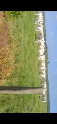 Fazenda a venda regiâo do pará