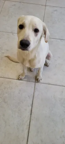 Doação responsável de cachorro resgatado
