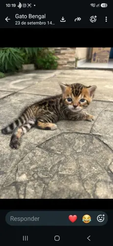 Gatinho bengal ?