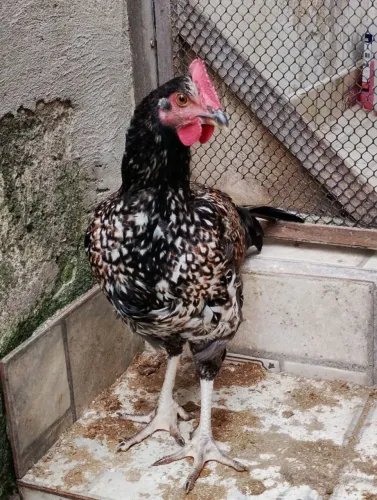 Galo caipira jovem 