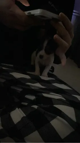 Pinscher zero