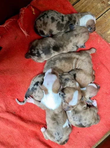 Dachshund macho e fêmea