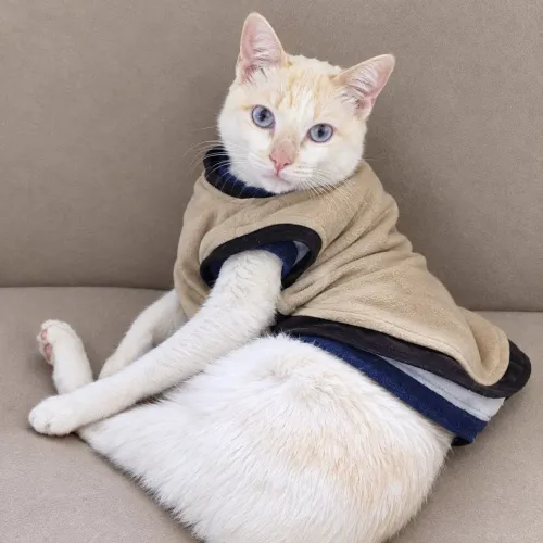 Gatinho 8 meses para adoção 