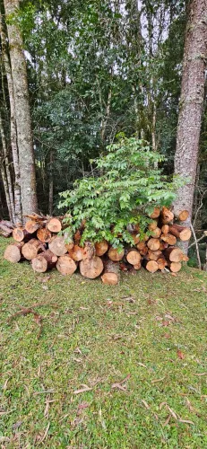 Lenha de eucalipto e pinus. Não entrego.