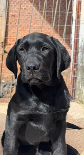 Labrador