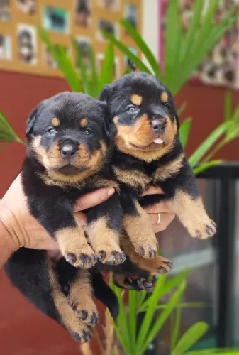 Rottweiler cabeça de touro macho e fêmea raça pura lindos