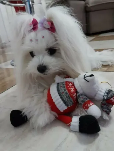 Filhotinhos de Maltês 