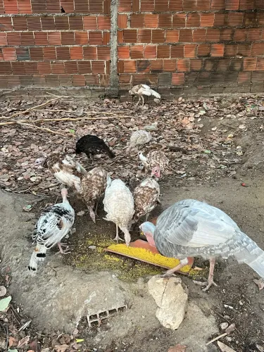 Peru novos