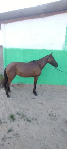 Égua piquira baxeira 