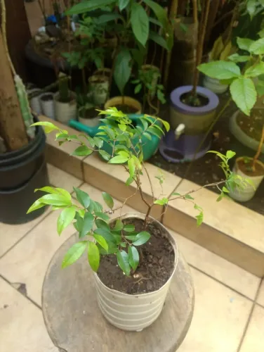 Vendo Mudas Pequenas de Jabuticaba Sabará - Guarulhos