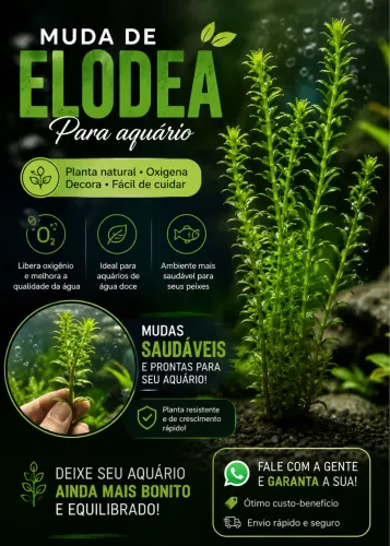 ELODEA PLANTA AQUÁTICA AQUÁRIO