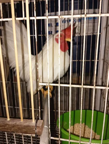 Galizé