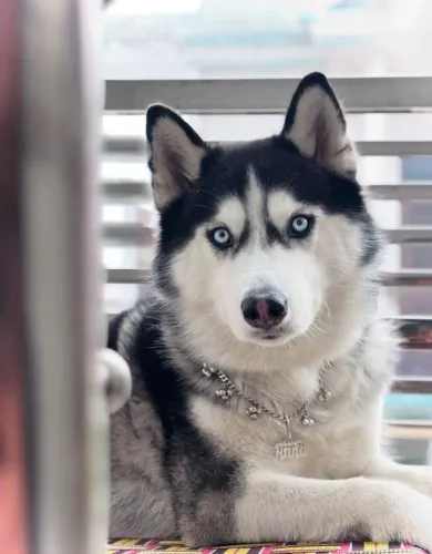 Husky Siberiano: beleza selvagem e coração gigante!