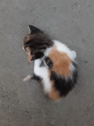 doação gatinha filhote