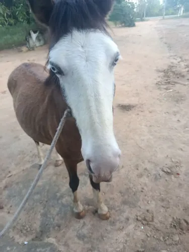 Vendes potro 1 ano e 8 meses mistiço sem motor ainda
