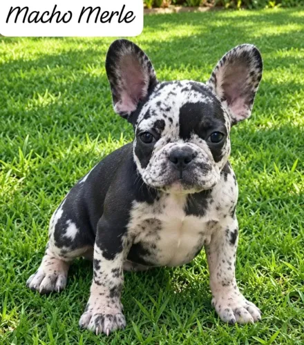 Buldogue Francês 