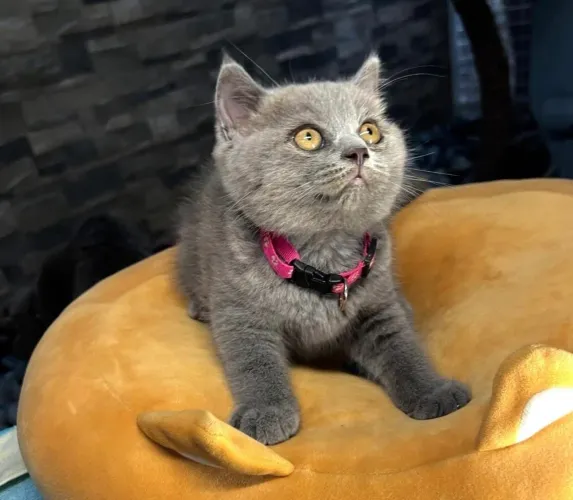 British shorthair inteiros