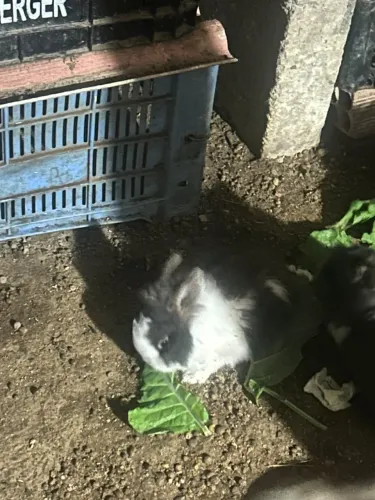 Vende coelhos Machos