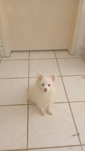 Spitz