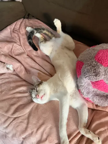 Gato macho 