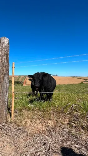Vendo Toro angus