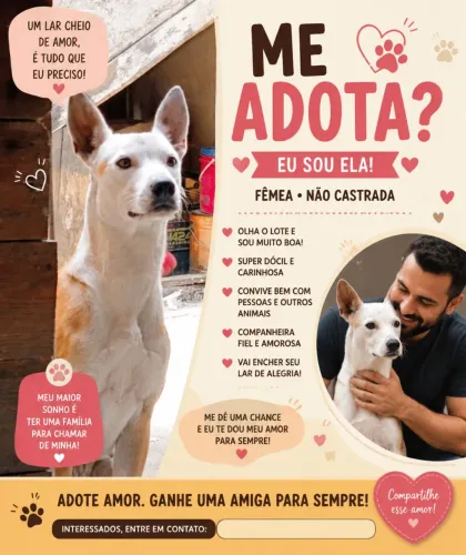 Doação d cachorro 