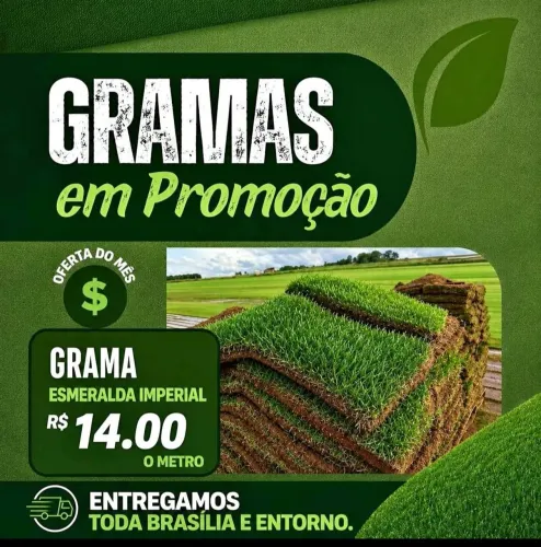 Grama Esmeralda de Qualidade para seu Jardim