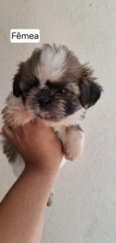Filhotes de shih tzu