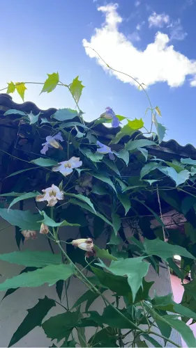 Plantas