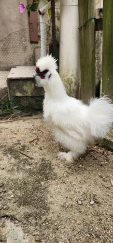 Galo Sedosa Japonesa